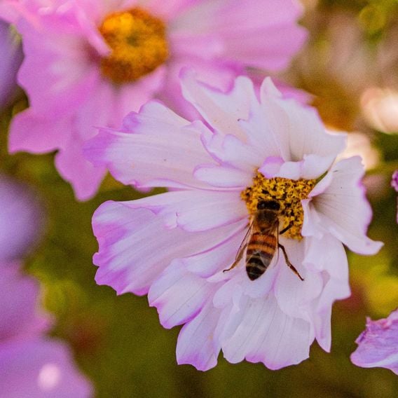 Cosmos 'Colletta Pink-White' - Seeds