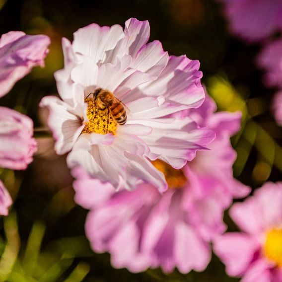 Cosmos 'Colletta Pink-White' - Seeds
