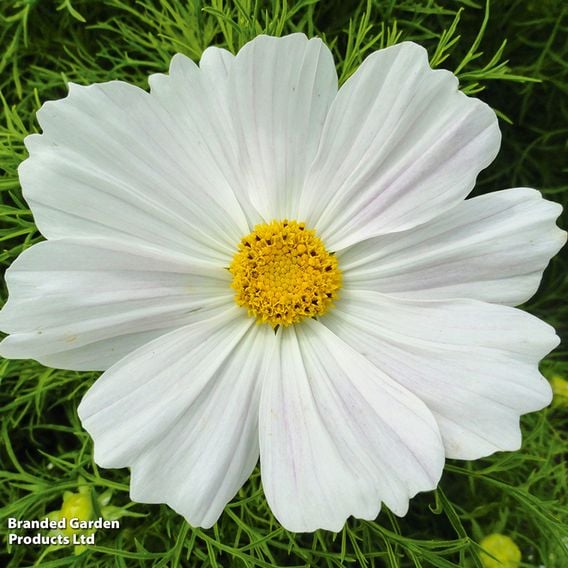 Cosmos bipinnatus 'Cosmini White'