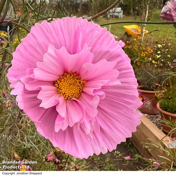 Cosmos 'Cupcakes Sakura' - Seeds