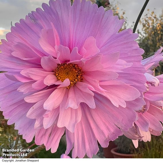 Cosmos 'Cupcakes Sakura' - Seeds