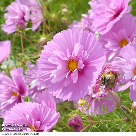 Cosmos 'Cupcakes Sakura' - Seeds
