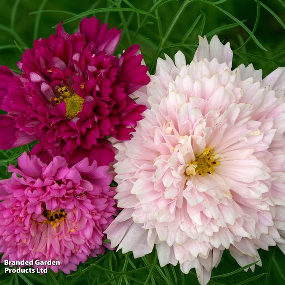 Cosmos 'Double Click' - Seeds