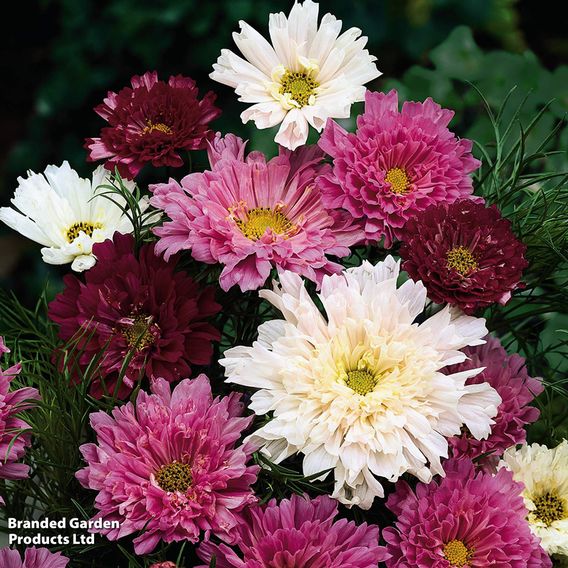 Cosmos 'Double Click' - Seeds