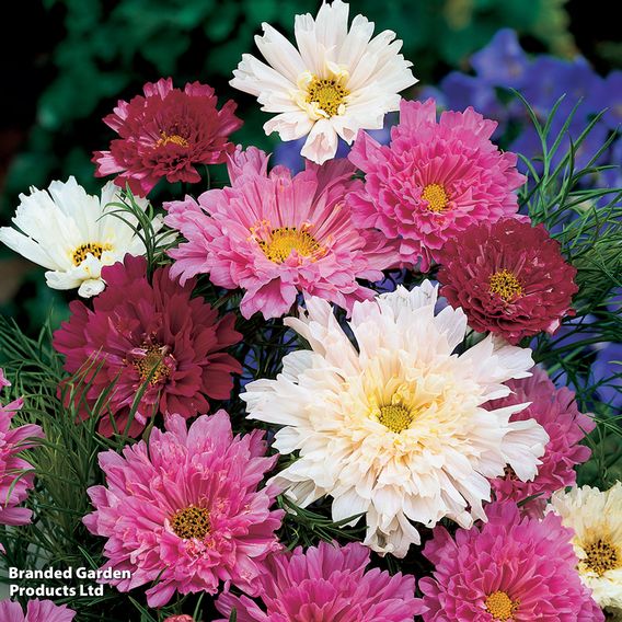 Cosmos 'Double Click' - Seeds