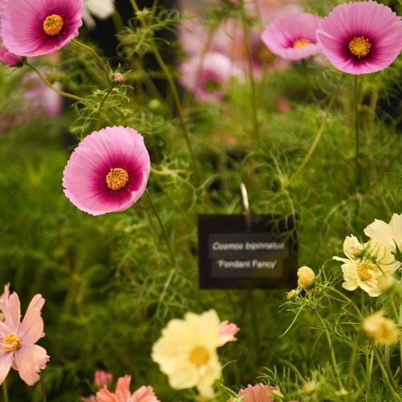 Cosmos 'Fondant Fancy' - Seeds