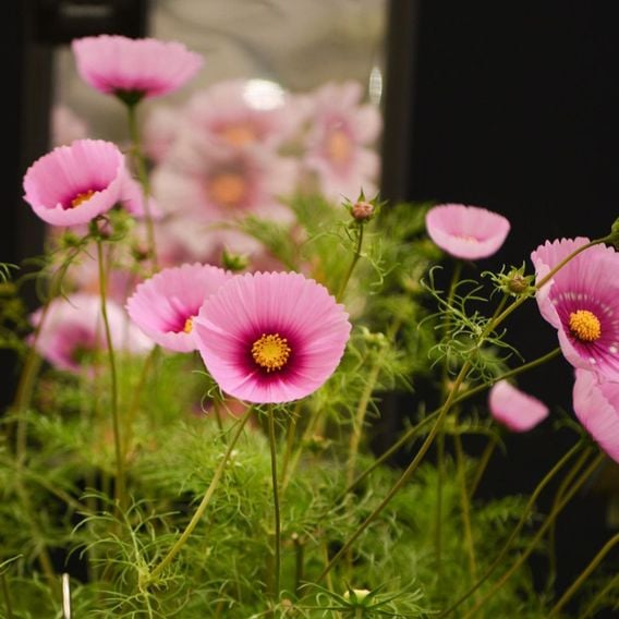 Cosmos 'Fondant Fancy' - Seeds