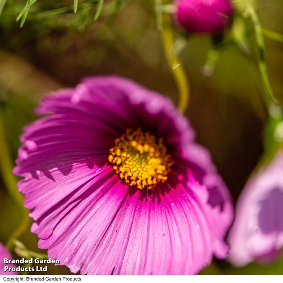 Cosmos 'Fondant Fancy' - Seeds