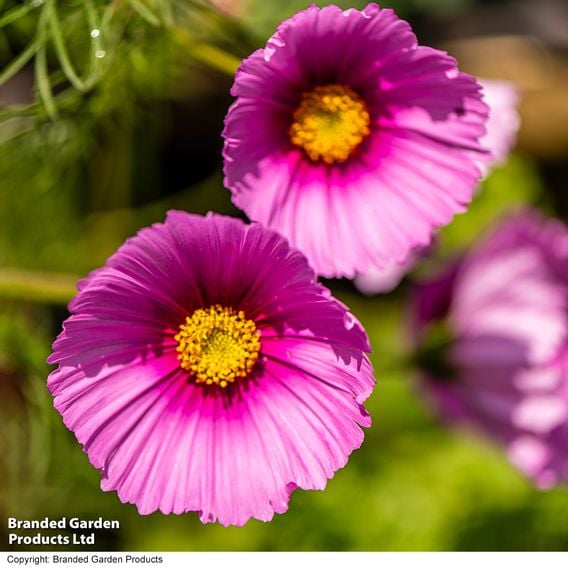 Cosmos 'Fondant Fancy' - Seeds