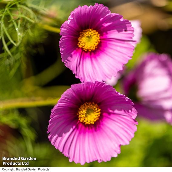 Cosmos 'Fondant Fancy' - Seeds