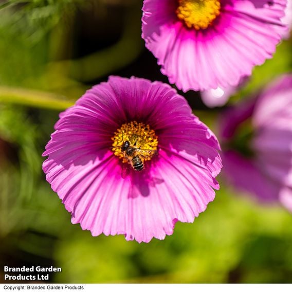Cosmos 'Fondant Fancy' - Seeds