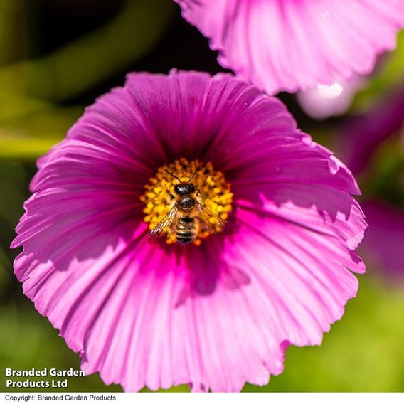 Cosmos 'Fondant Fancy' - Seeds