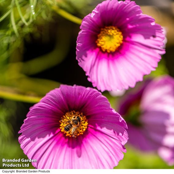 Cosmos 'Fondant Fancy' - Seeds