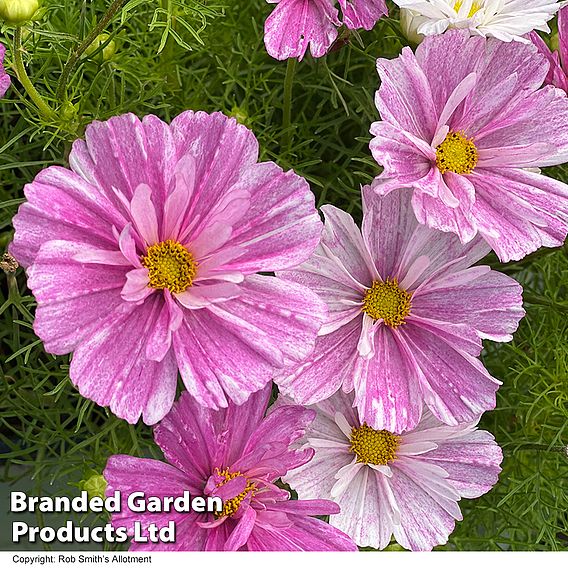 Cosmos 'Pink Mosaic' - Seeds