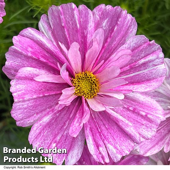 Cosmos 'Pink Mosaic' - Seeds