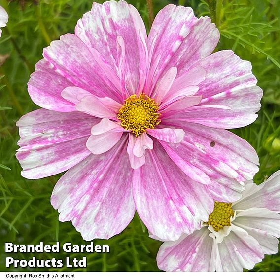 Cosmos 'Pink Mosaic' - Seeds