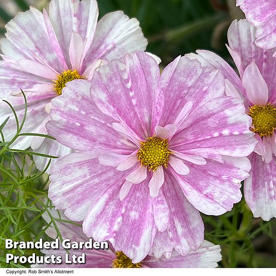 Cosmos 'Pink Mosaic' - Seeds