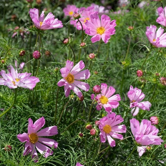 Cosmos 'Pinwheel Pink' - Seeds