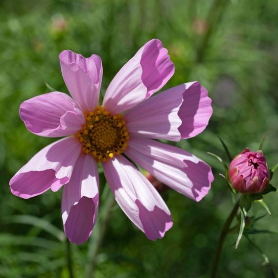 Cosmos 'Pinwheel Pink' - Seeds