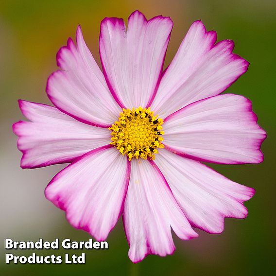 Cosmos Dwarf Purple Picotee Seeds