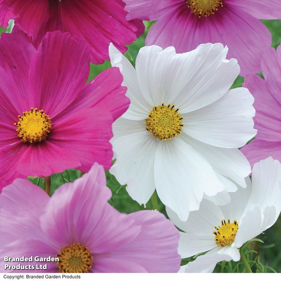 Cosmos 'Sonata Dwarf Mix' - Seeds