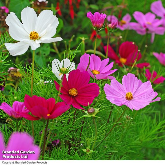 Cosmos 'Sonata Dwarf Mix' - Seeds
