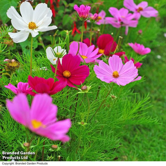 Cosmos 'Sonata Dwarf Mix' - Seeds