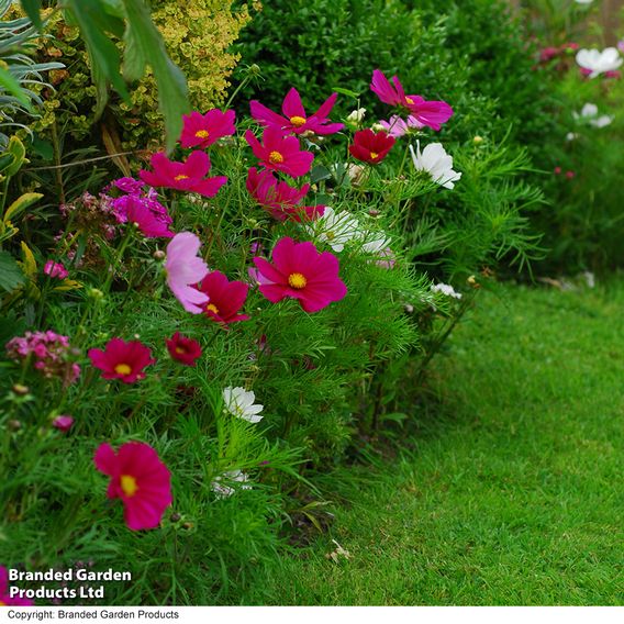 Cosmos 'Sonata Dwarf Mix' - Seeds