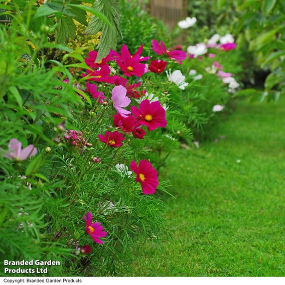 Cosmos 'Sonata Dwarf Mix' - Seeds