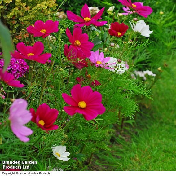 Cosmos 'Sonata Dwarf Mix' - Seeds