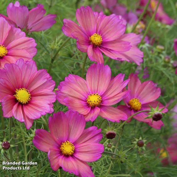 Cosmos 'Xsenia' - Seeds