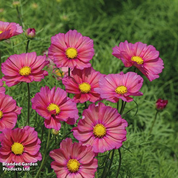 Cosmos 'Xsenia' - Seeds