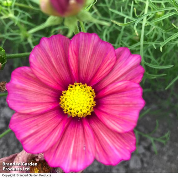 Cosmos 'Xsenia' - Seeds