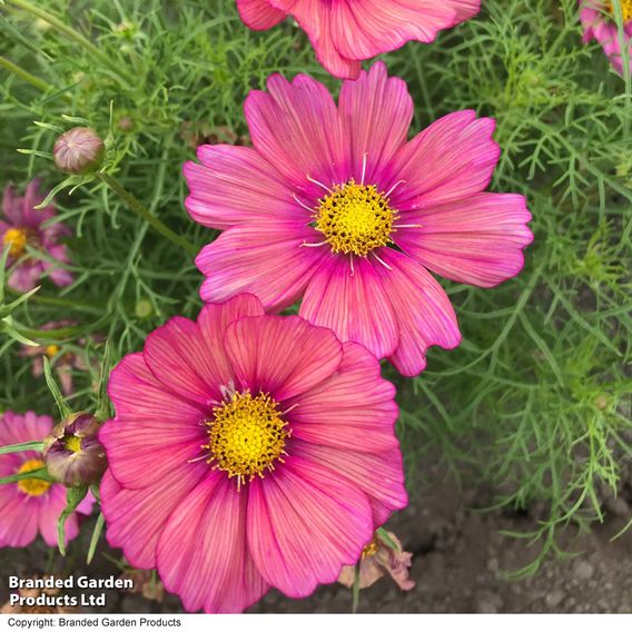 Cosmos 'Xsenia' - Seeds