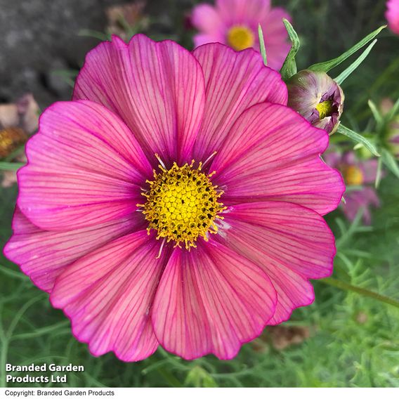 Cosmos 'Xsenia' - Seeds