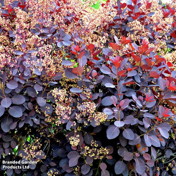 Cotinus coggygria 'Royal Purple'