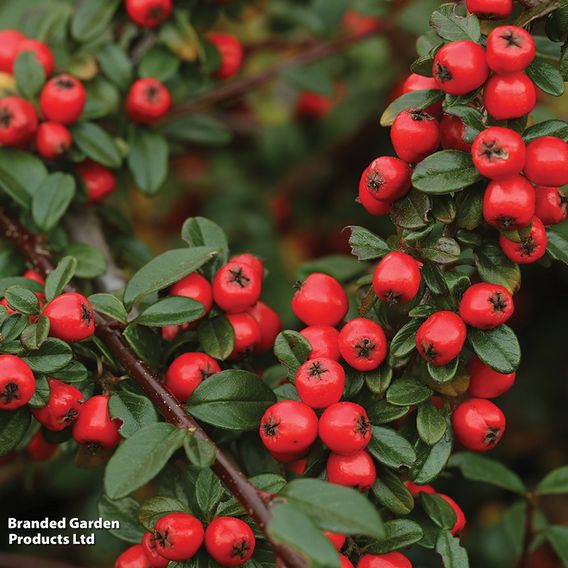 Cotoneaster suecicus 'Coral Beauty'