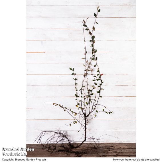 Cotoneaster Franchetii (Hedging)