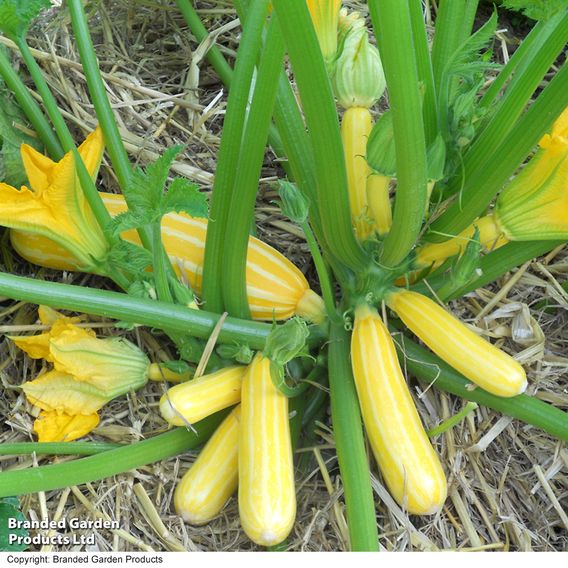 Courgette F1 'Goldmine' - Seeds