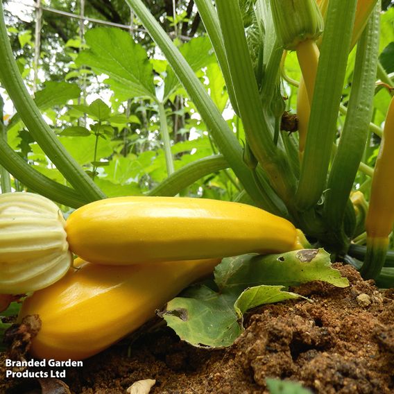 Courgette F1 'Atena' - Seeds