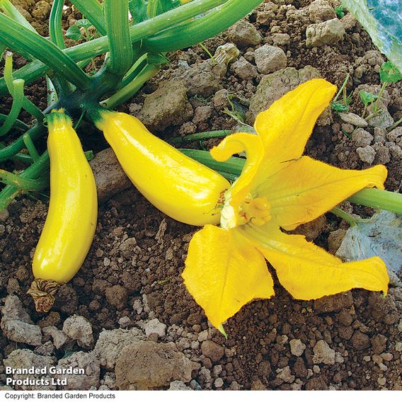 Courgette F1 'Atena' - Seeds