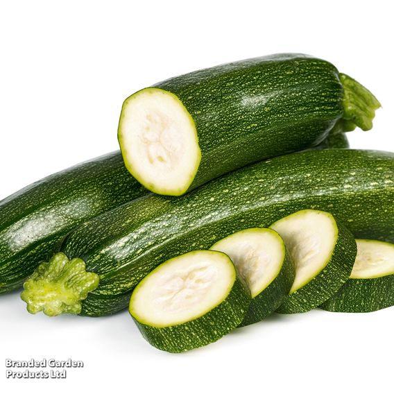 Courgette 'Black Beauty' - Organic Seeds
