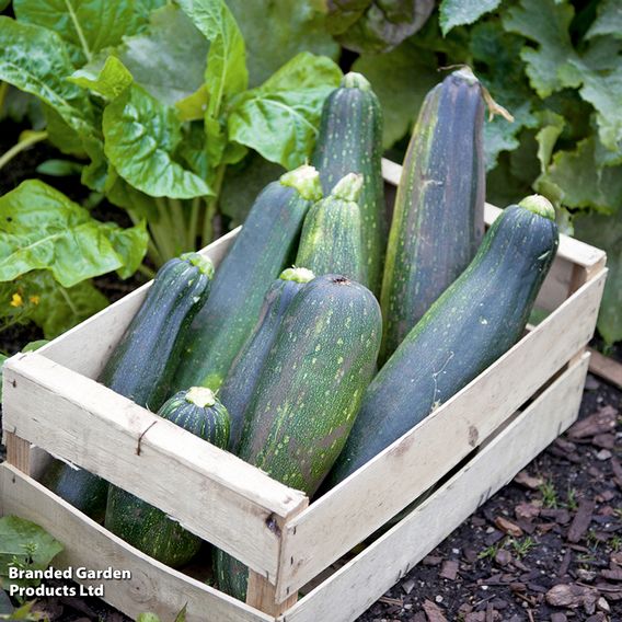 Courgette 'Black Beauty' - Organic Seeds