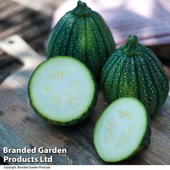 Courgette Seeds - Boldenice F1 Hybrid 