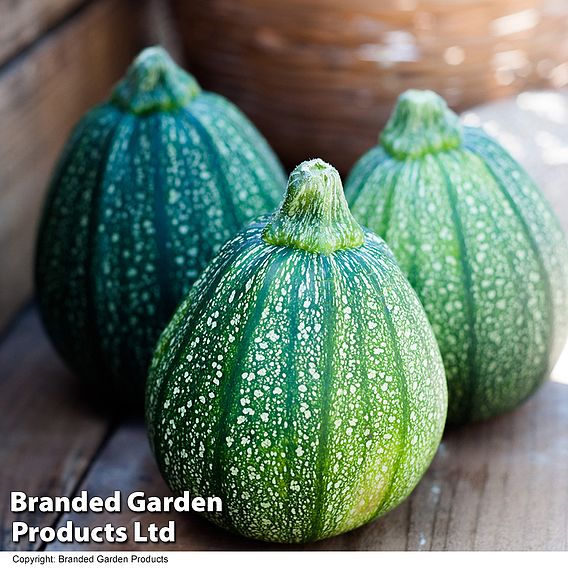 Courgette Seeds - Boldenice F1 Hybrid 