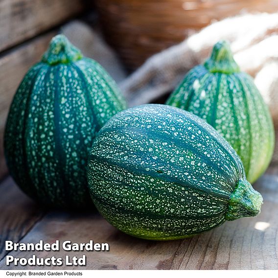 Courgette Seeds - Boldenice F1 Hybrid 