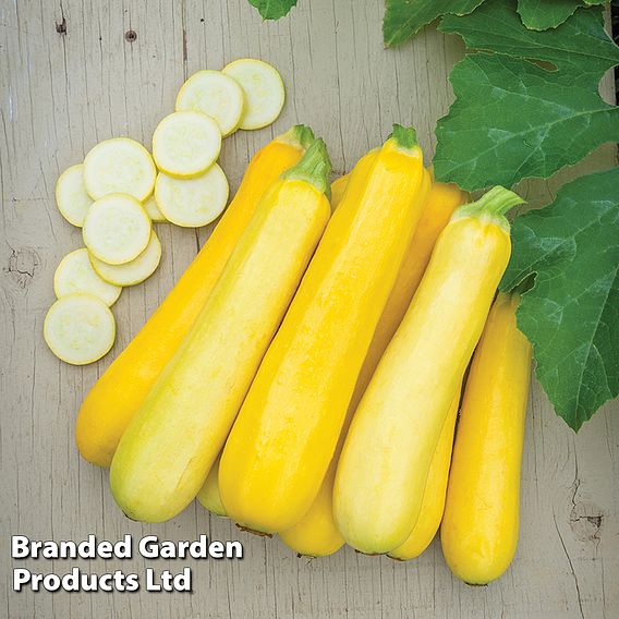 Courgette Butterstick F1 Hybrid Seeds