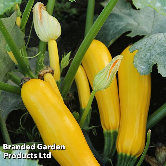 Courgette 'Butterstick' F1