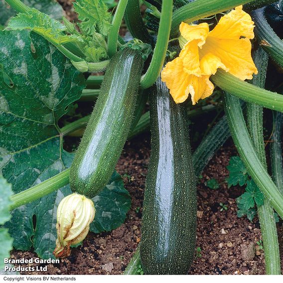 Courgette F1 'Defender' - Seeds
