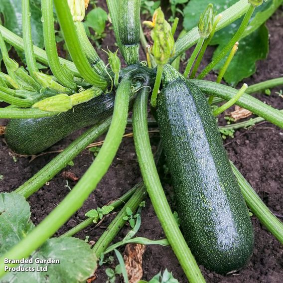 Courgette F1 'Defender' - Seeds